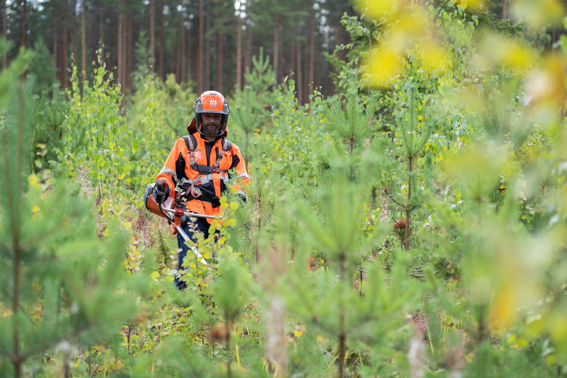 Gallring av plantbeståndet