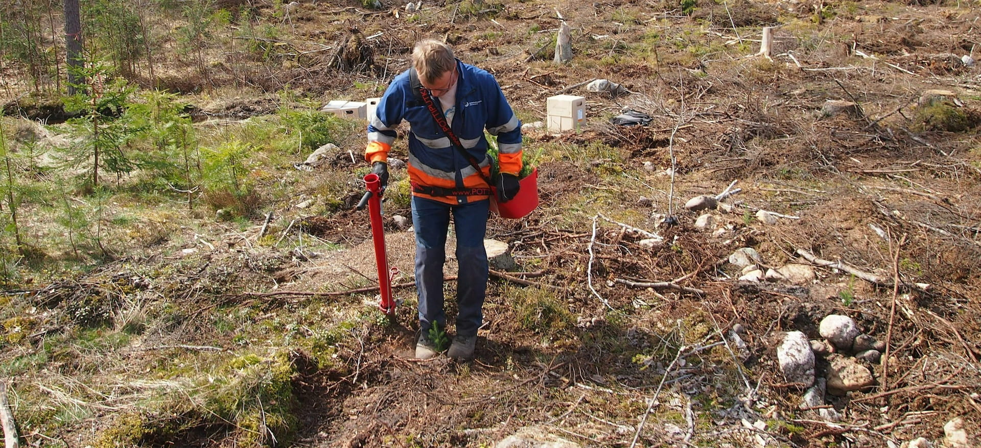 Plantering av skog