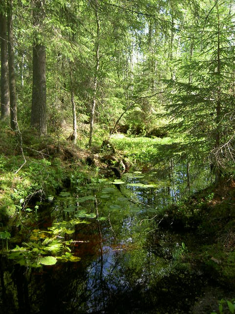 Metsäkeskus - Metsänhoitosuositukset ja sertifiointi – mitä metsänomistajan tulee tietää metsänhoitosuosituksista ja sertifioinnista?