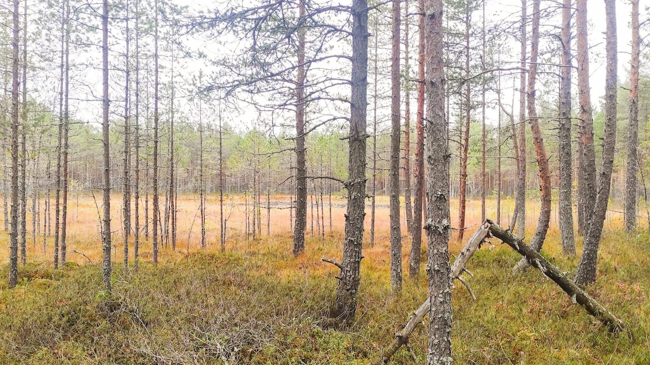 Suon ennallistaminen on yksi tulevaisuuden luonnonhoitotoimenpiteistä. Kuva: Jyrki Mäkiranta