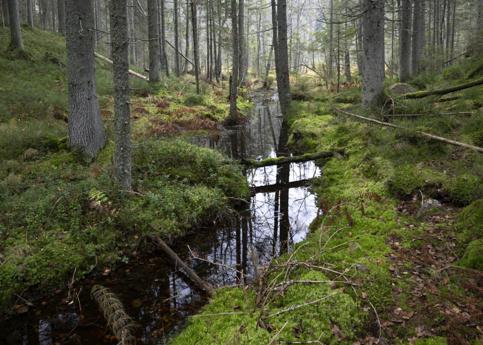 Luonnonarvokaupan ABC: miten metsänomistaja voi ansainta luonnon tilan parantamisella? Metsänomistajat-webinaari