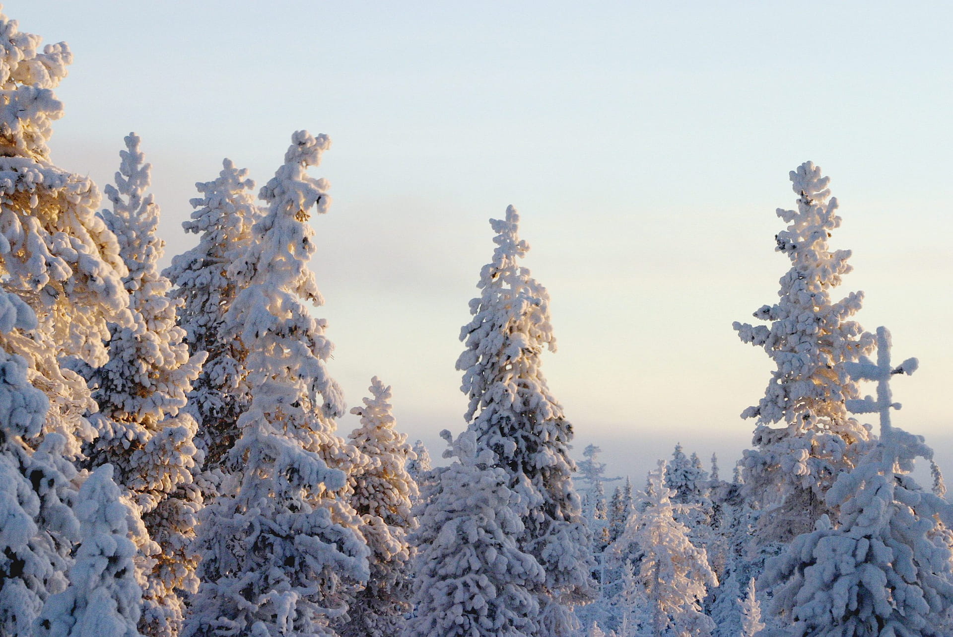 Lumisia tykkypuita talvimaisemassa