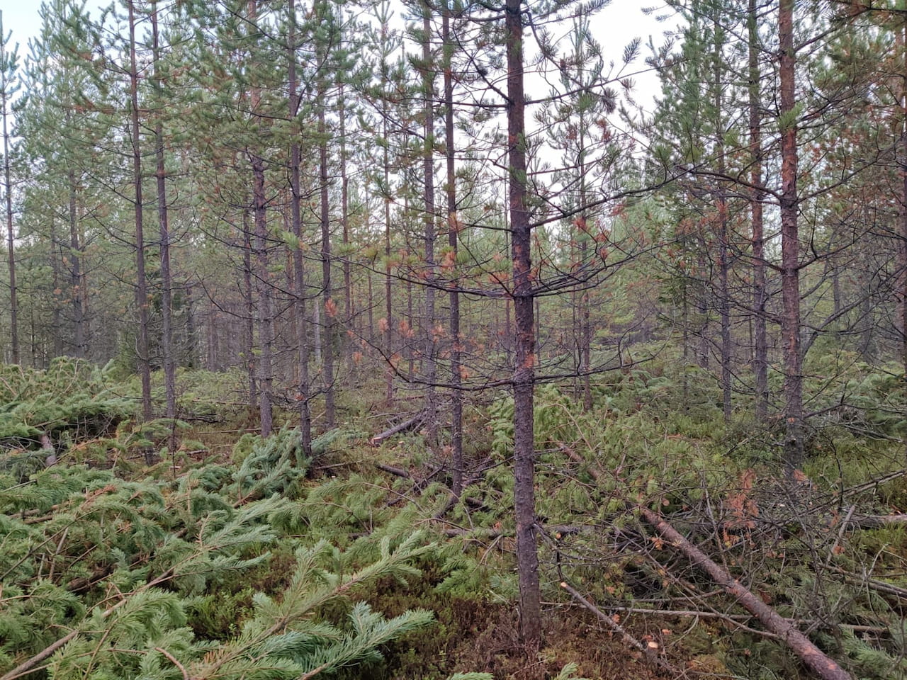 Raivaussahan käyttökoulutus naisille Rovaniemellä