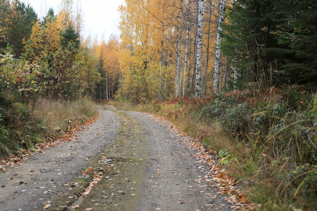 Metsätalouden tukiin tulee muutoksia vuodenvaihteessa